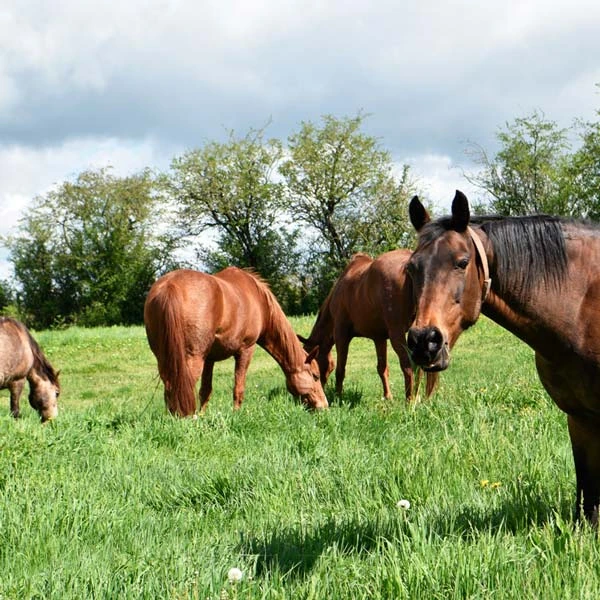 Pension pour chevaux à Neuilly-le-Réal, Allier